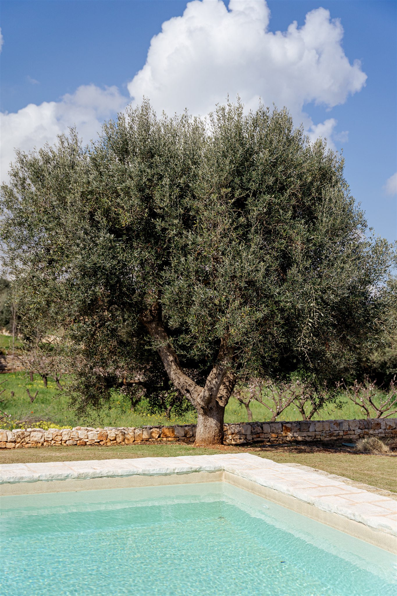 The private pool beside an olive tree at Trullo Petrarolo