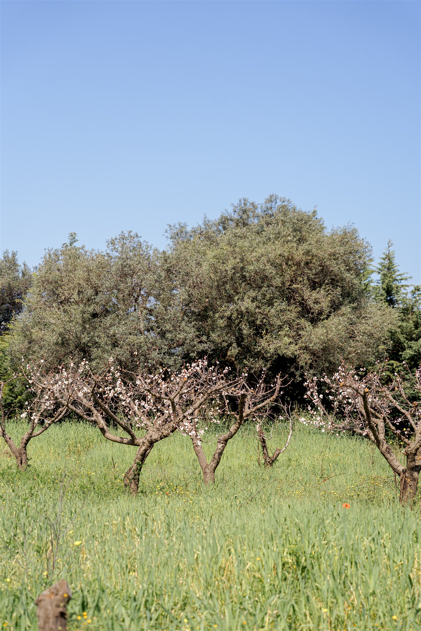 Blossoming trees and olive trees in the Trullo grounds