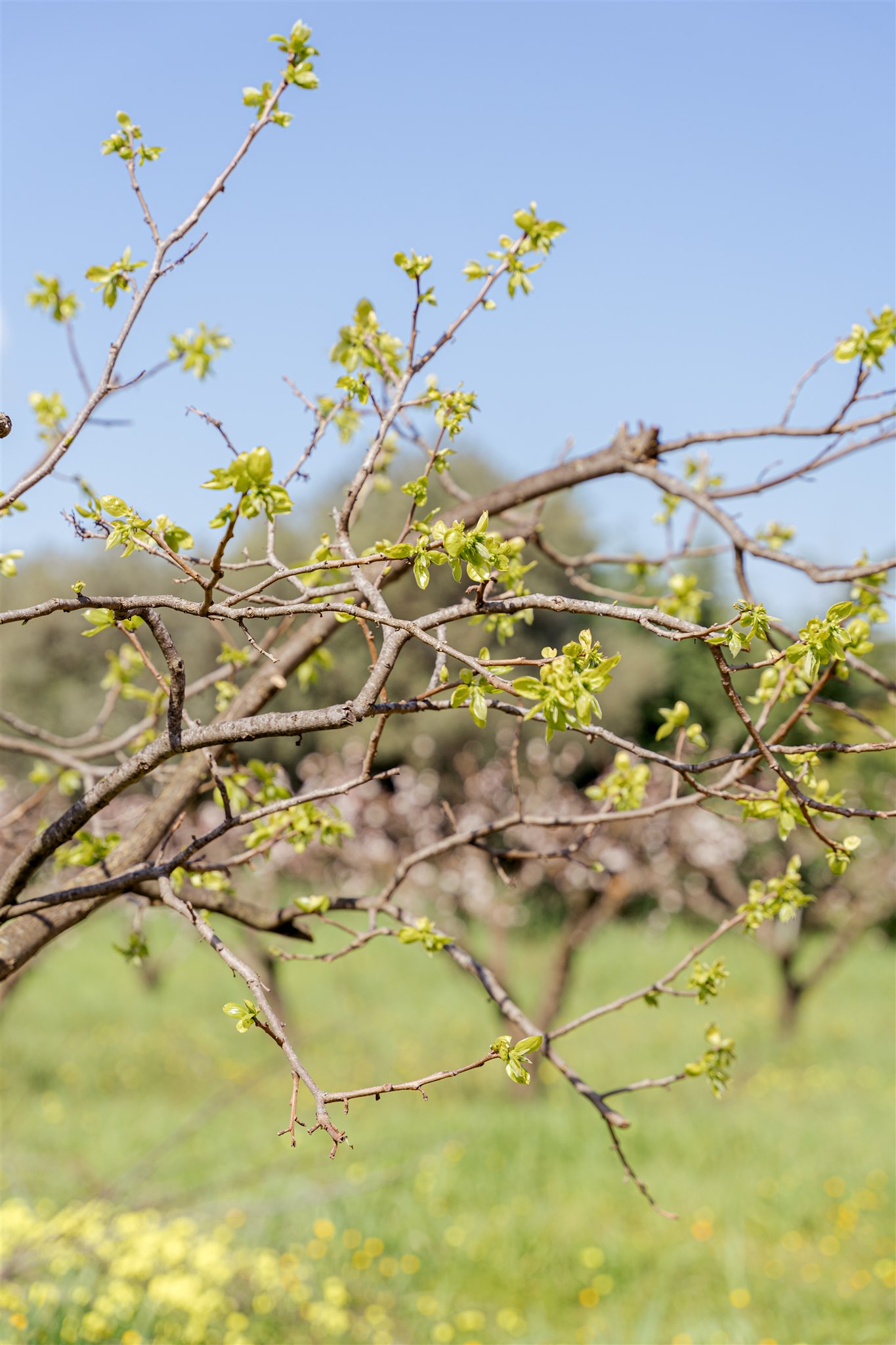 Fresh spring growth in the Trullo garden