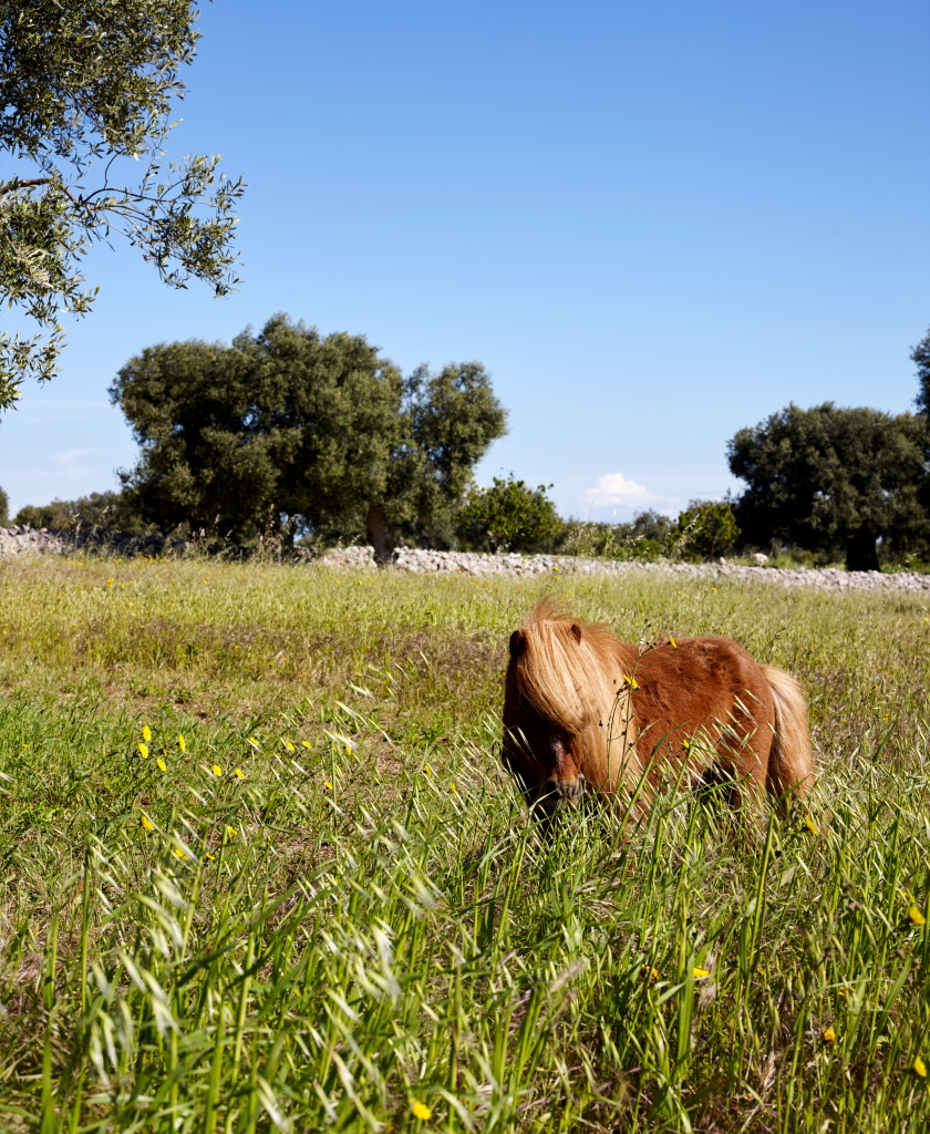 Masseria Petrarolo · photograph 7