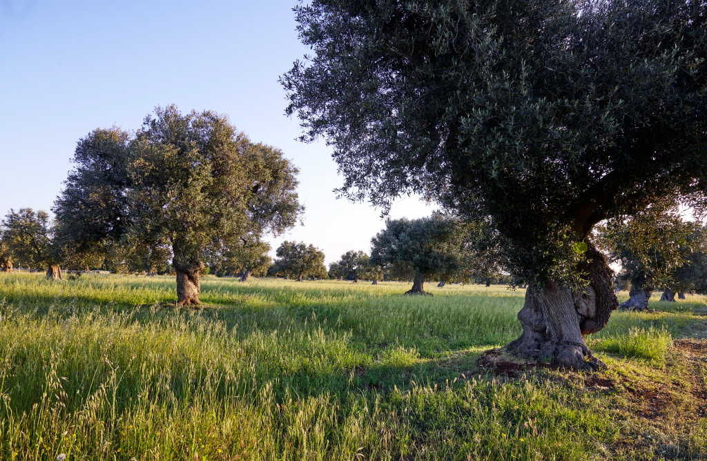 Masseria Petrarolo · photograph 8