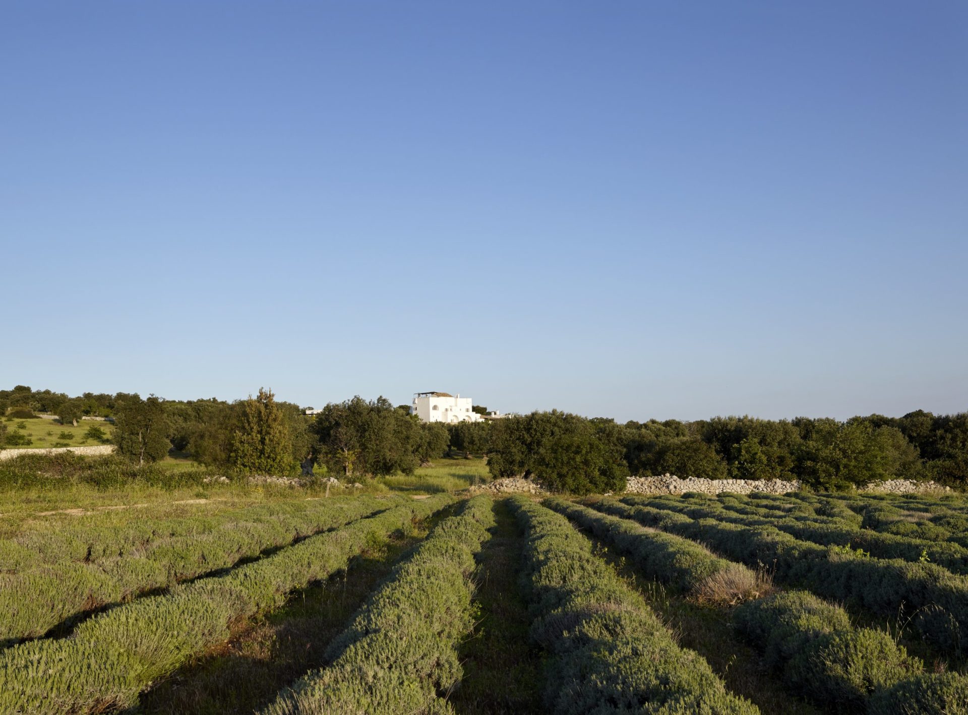 Masseria Petrarolo · photograph 5