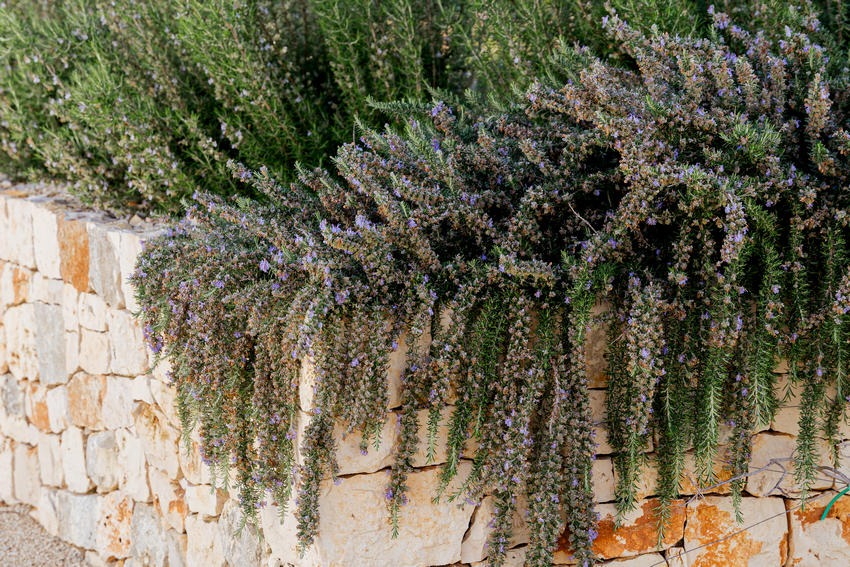 Gardens at Trullo Petrarolo · photograph 1