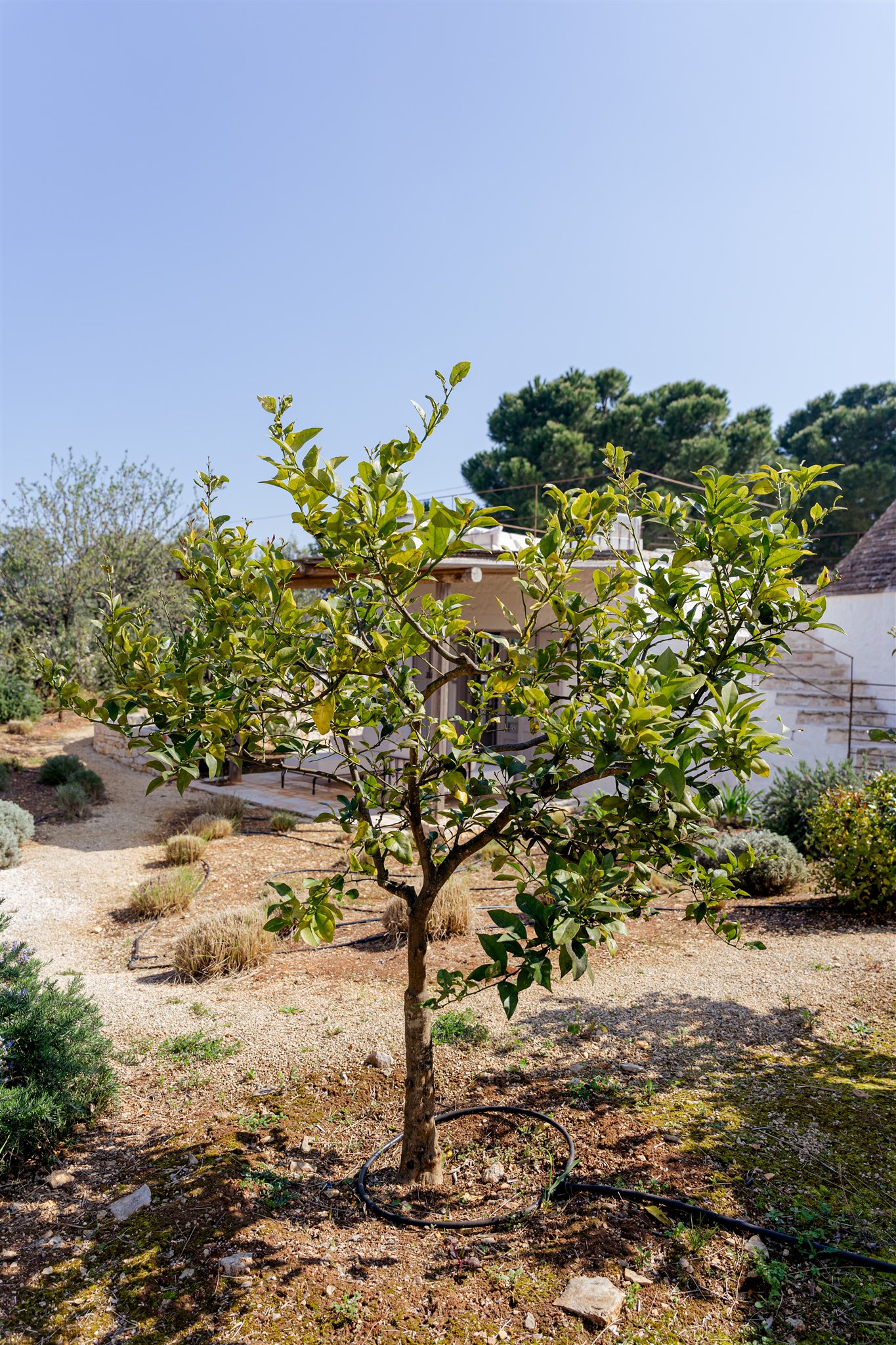 A citrus tree in the Trullo garden